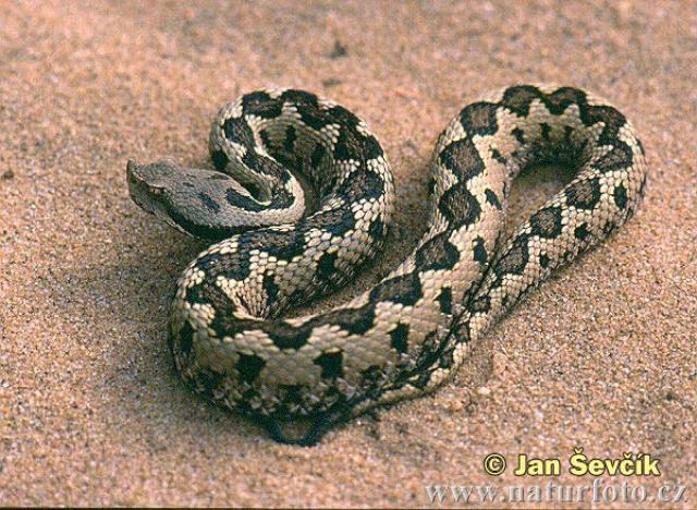 Es la serpiente que provoca más muertes en el mundo por sus ataques al cabo del año, puede llegar a provocar la muerte en 15 minutos.