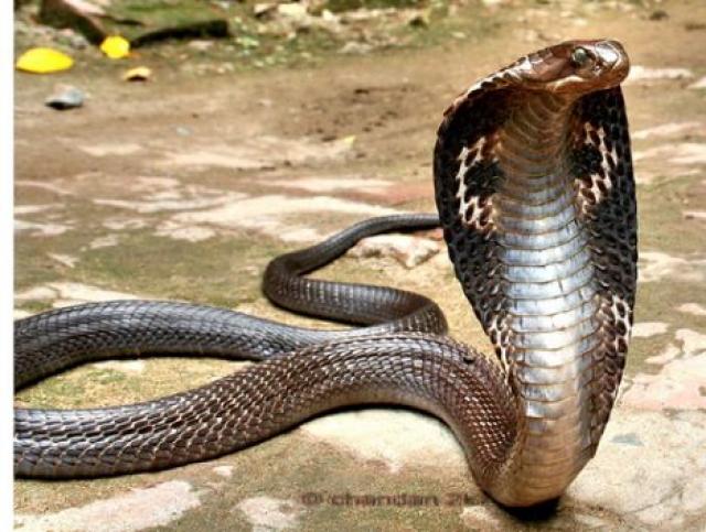 Es una serpiente de grandes dimensiones, que puede alcanzar hasta los 5 metros. El veneno provoca daños neuronales que aparecen a los 30 minutos de la picadura.
