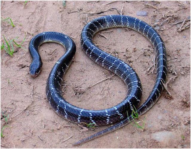 Es una de las serpientes que posee un veneno más mortal , puesto que sólo una de cada diez personas sobreviven a su picadura.
