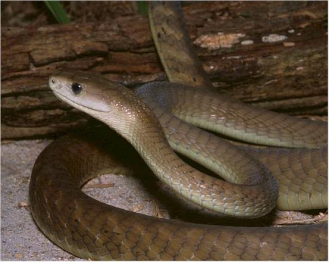 Esta serpiente vive en África, y tiene una característica que la hace especialmente más peligrosa, puesto que es la serpiente terrestre más rápida, además puede alcanzar hasta los tres metros.