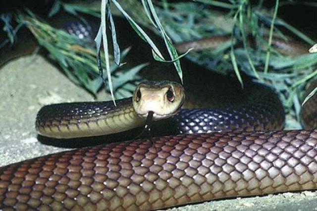Esta serpiente es una de las más agresivas que nos podemos encontrar y posee veneno para matar hasta 120 personas. Habita en el norte de Australia y en Nueva Guinea.