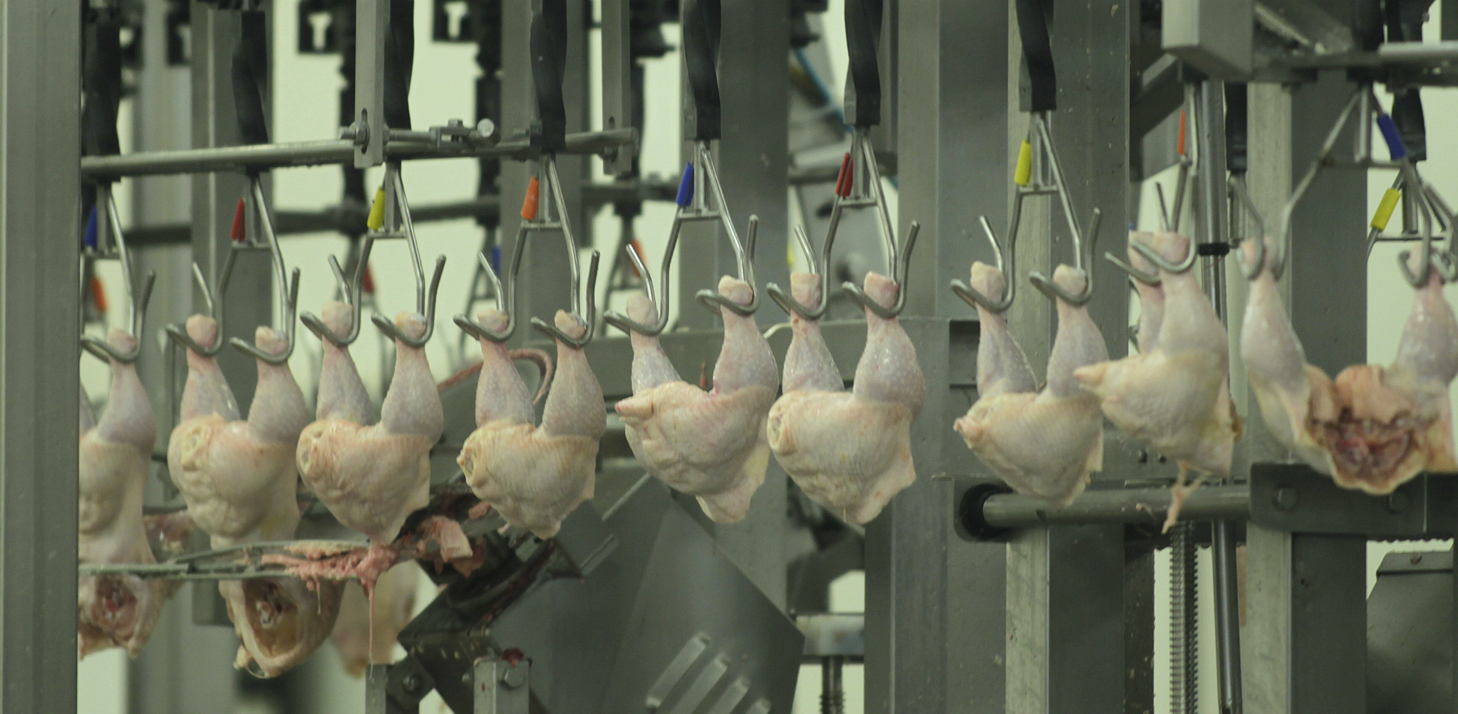 produccion de pollo en brasil