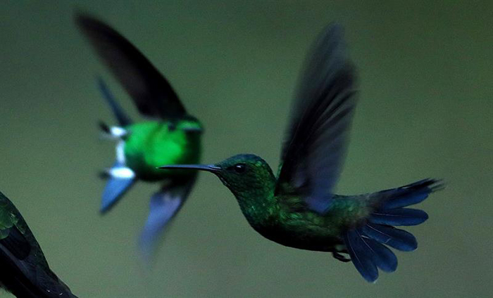 amazilia saucerrottei, comúnmente denominado colibrí