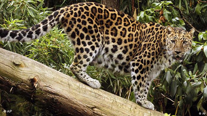 Leopardo Amaur
