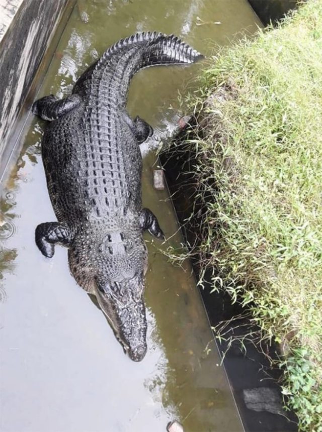 Un-cocodrilo-devoro-a-una-cientifica-en-Indonesia-4