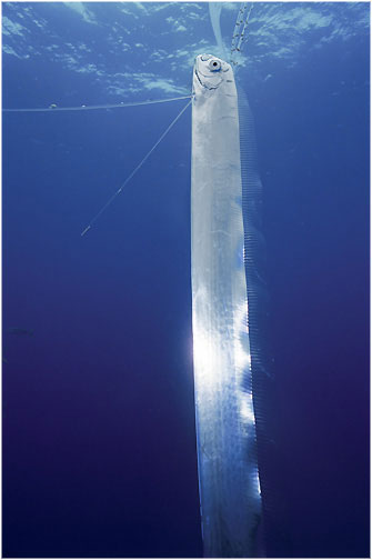 Los 17 metros del pez remo (Regalecus glesne) lo convierten en el pez más largo del planeta. Su silueta semeja el de una serpiente marina con una distintiva y vistosa cresta moteada de rojo. 