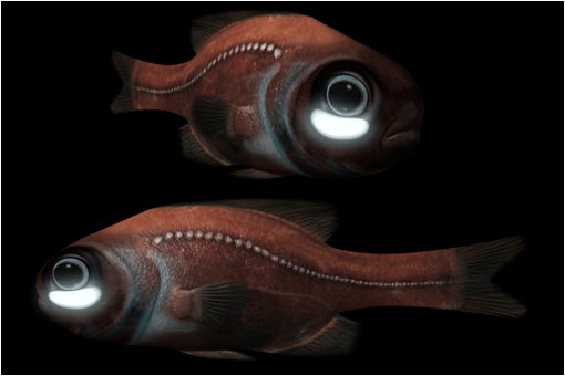 Gracias a unas bacterias fosforescentes que habitan en sus ojos,  el pez abisal Photoblepharon palpebratus, ilumina el fondo marino .