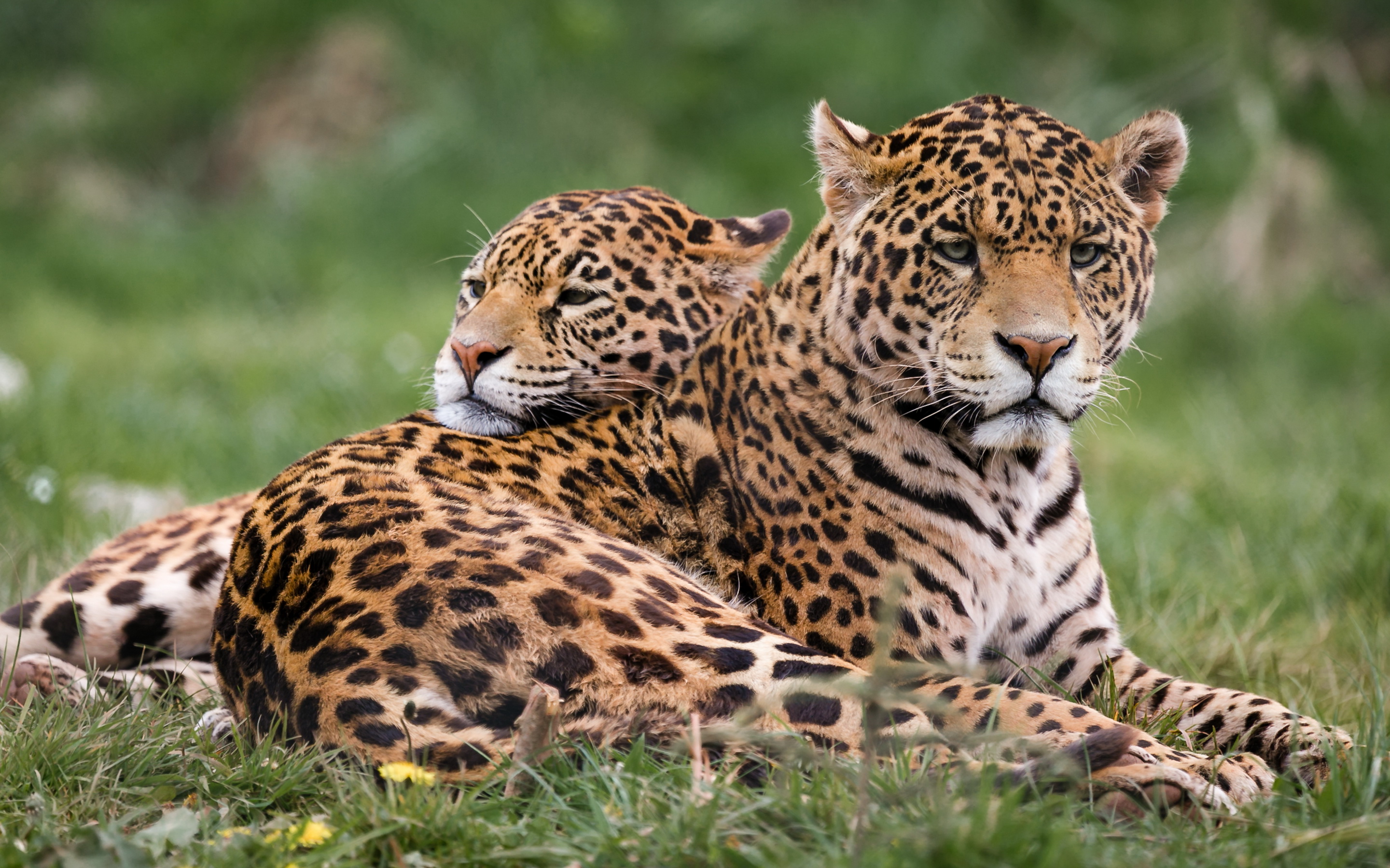 Pareja de jaguares alarma poblaciones paraguayas al abandonar zona  protegida - 800Noticias