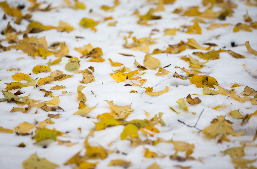 Autumn leaves lay in the snow in Bielefeld, northwestern Germany, after first snow fell in the region on December 3, 2017. / AFP PHOTO / dpa / Friso Gentsch / Germany OUT