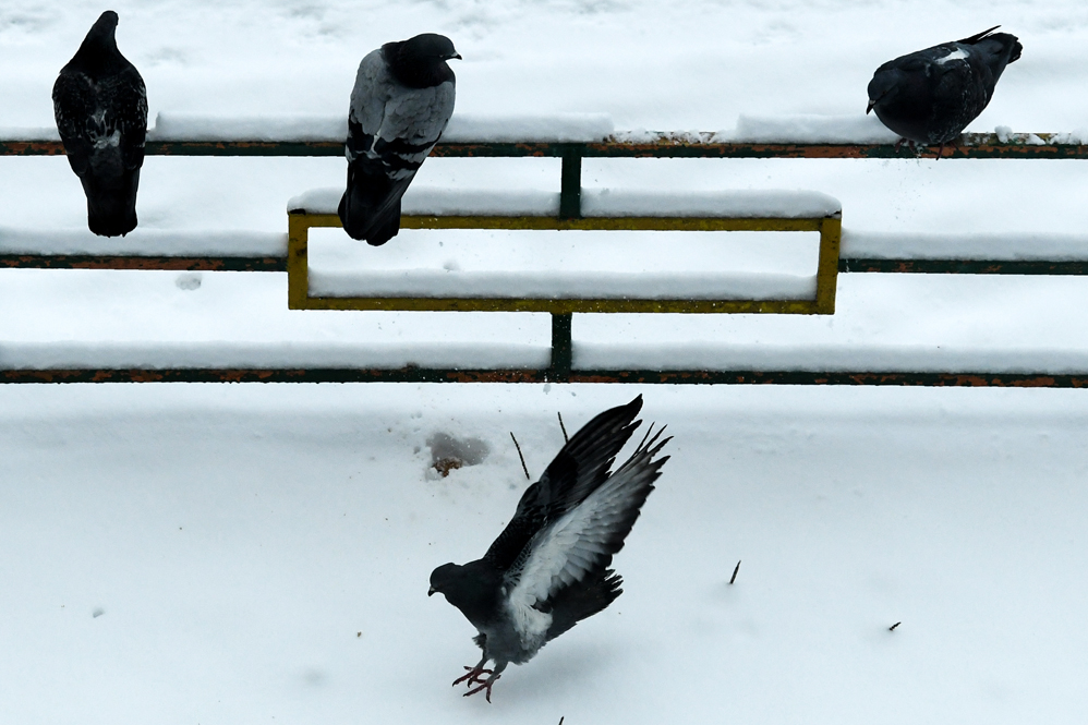 Pigeons sit on a fence at a snow-covered yard in Moscow on December 7, 2017. / AFP PHOTO / Kirill KUDRYAVTSEV