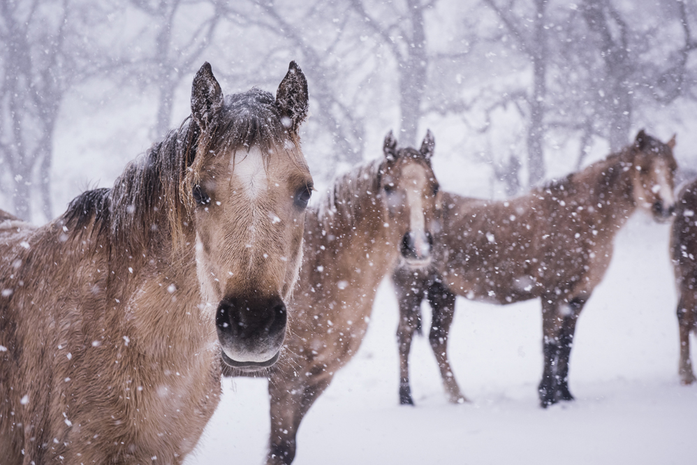 Mountain ponies stand in the snow at a farm in Llangollen, north Wales, on December 8, 2017, as Storm Caroline plunges temperatures across the UK. / AFP PHOTO / Phil HATCHER-MOORE