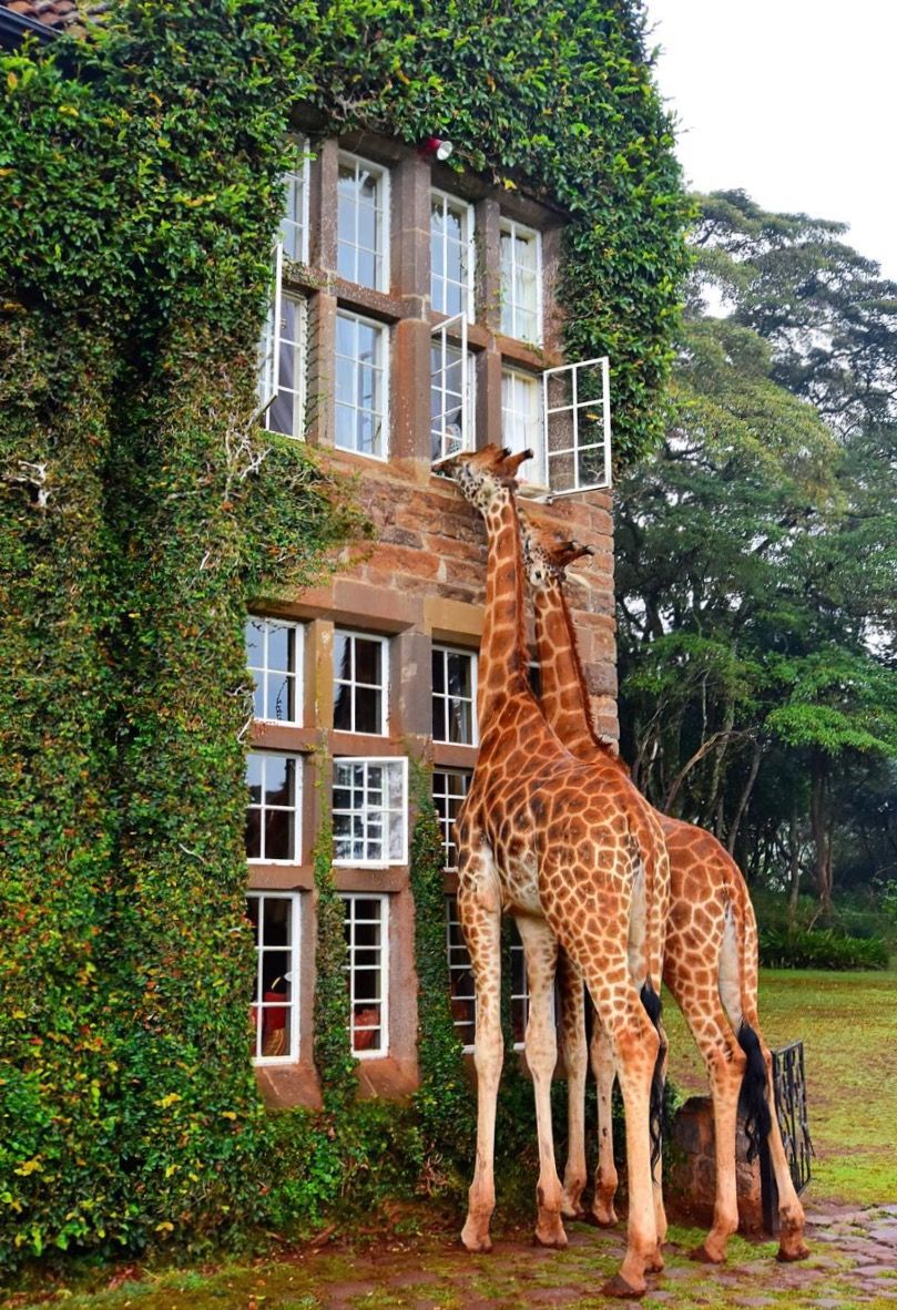 El Giraffe Manor - hotel con jirafas en Nairobi