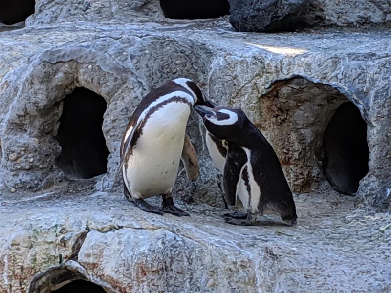 Más de 60 de pingüinos mueren en un zoológico británico por brote de malaria  aviar - 800Noticias