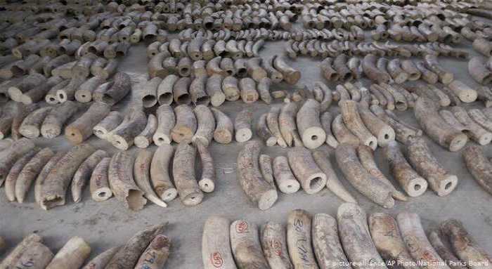 Singapur prohíbe el comercio de marfil tras incautar 9 toneladas de colmillo