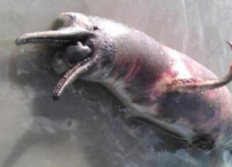delfín contaminado