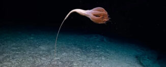 Avistan una extraña criatura con tentáculos que parece una flor
