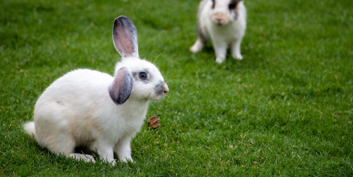 Conejos desenterraron cadáveres del siglo XIX en un jardín neerlandés