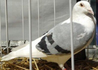 Se pierden 20 mil palomas mensajeras en una carrera de Francia a Bélgica