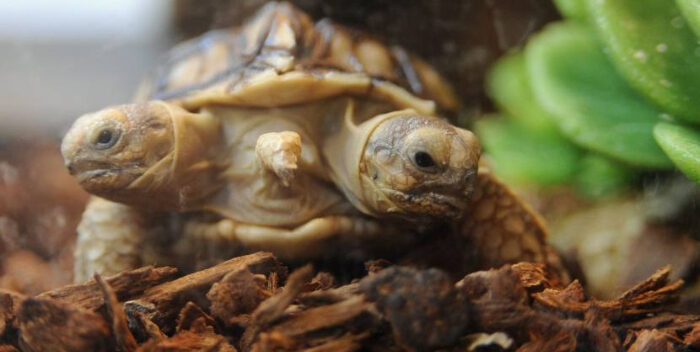 Sorte, la primera tortuga siamesa bicéfala de Países Bajos