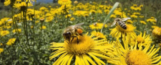 ¿En qué afecta el cambio climático a las abejas_
